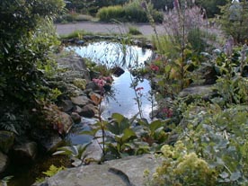 Finished pond surrounded by plants